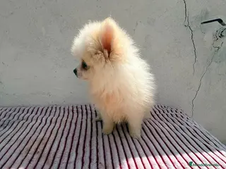 Pomerania perros Lulu de Pomerania toy - Anuncio 1