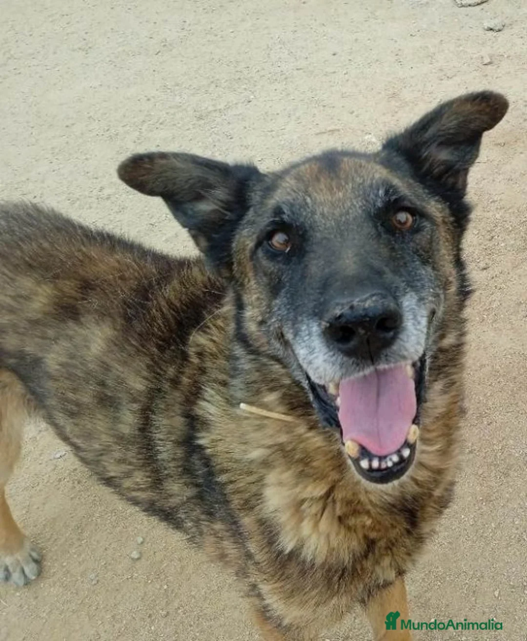 Raza Mixta perros en adopcion: BANDI, EN ADOPCIÓN en Madrid - Anuncio 3