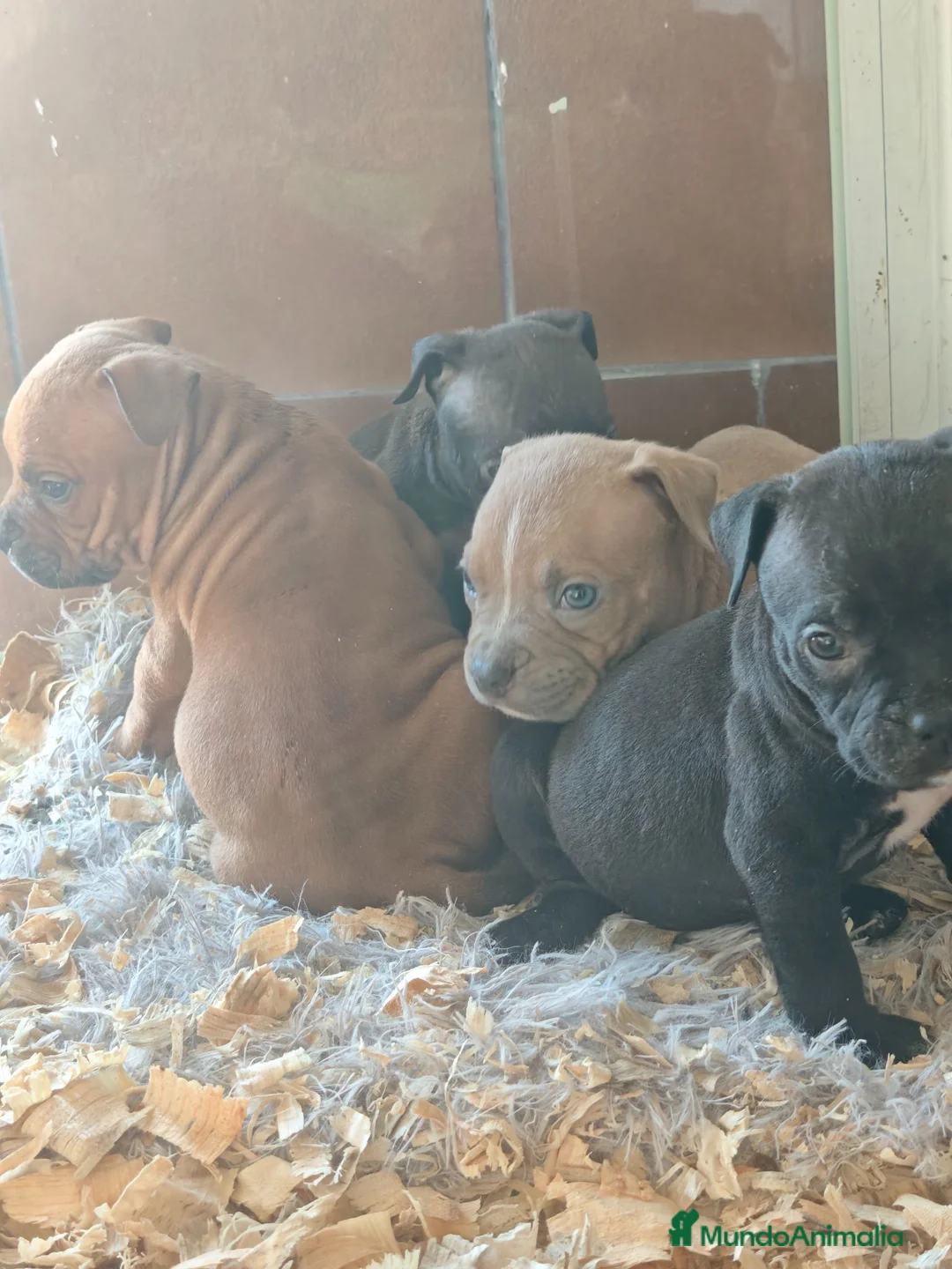 American Bully perros en venta: American bully - Anuncio 1