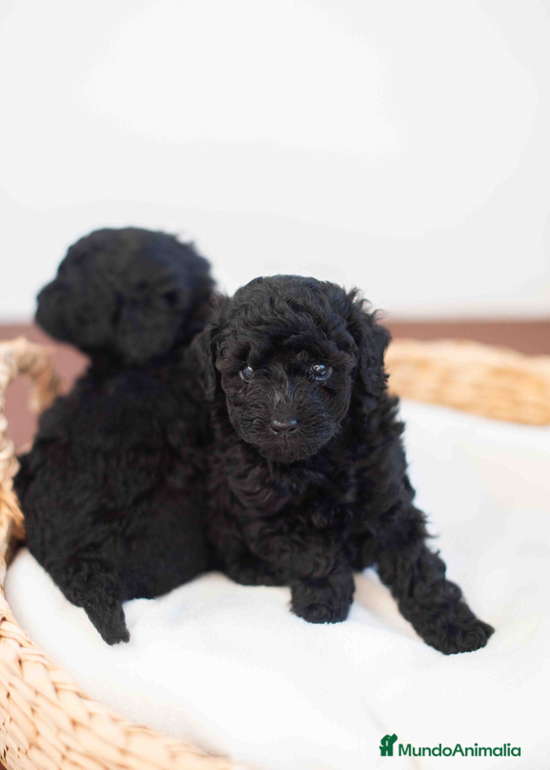 Caniche Toy perros en venta: Caniche toy negros - Anuncio 3