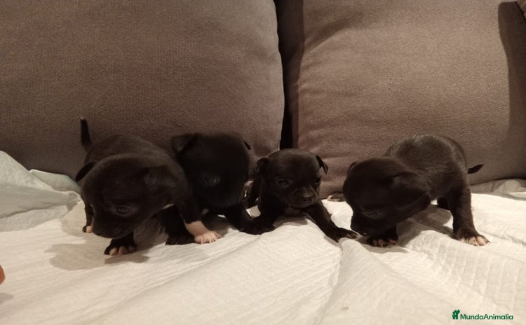 Chihuahua perros - Anuncio 3