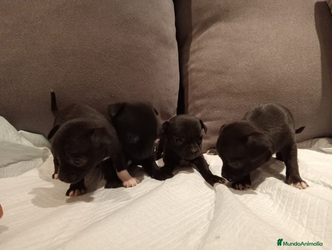 Chihuahua perros en venta: Chihuahuas toy cabeza manzana hembras - Imagen 1