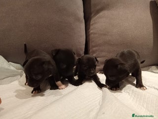 Chihuahua perros - Anuncio 8