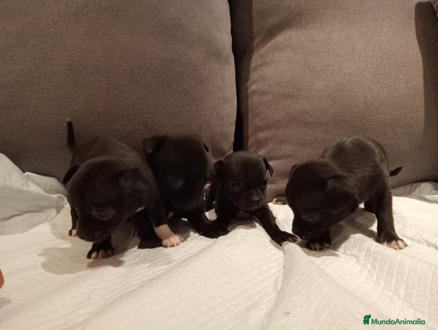 Chihuahua perros - Anuncio 8