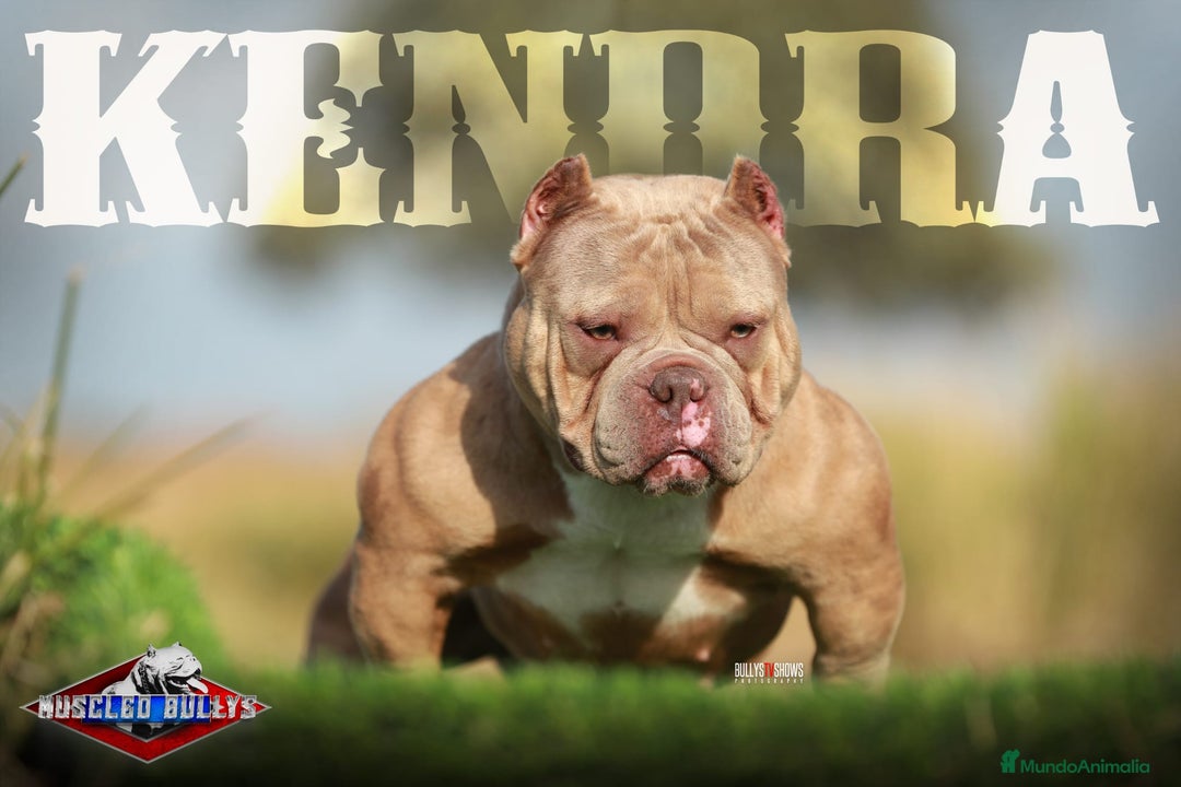 American Bully perros en venta: Impresionante cachorro Merle American Bully  - Anuncio 1