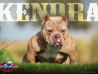 American Bully perros Impresionante cachorro Merle American Bully - Anuncio 22