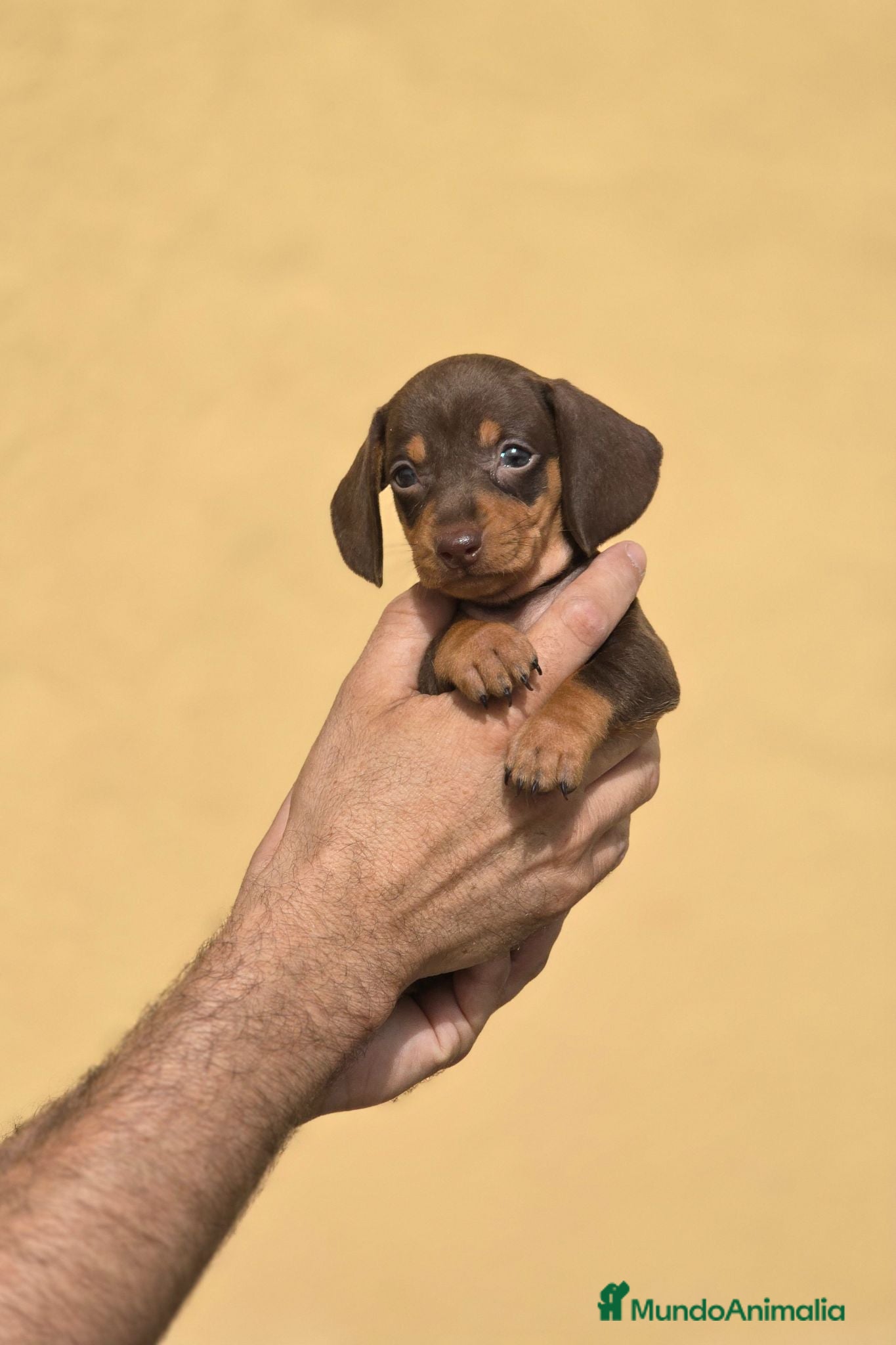 Teckel Miniatura perros Teckel chocolate unicos inigualables - Anuncio 2