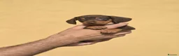 Teckel Miniatura perros en venta: Teckel chocolate unicos inigualables - Anuncio 1