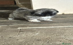 Shih Tzu perros en venta: Shih tzu  - Imagen 1