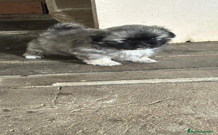 Shih Tzu perros - Anuncio 15