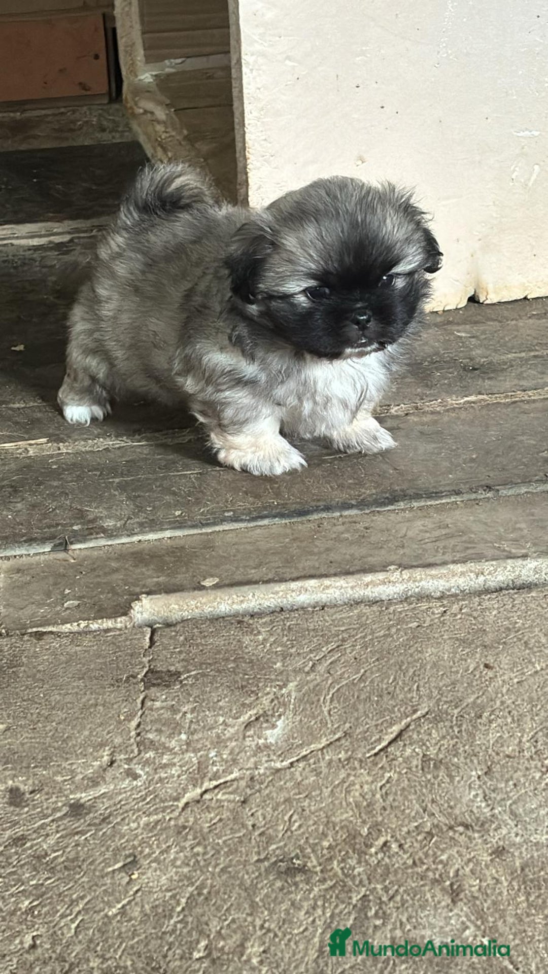 Shih Tzu perros en venta: Shih tzu  - Imagen 1