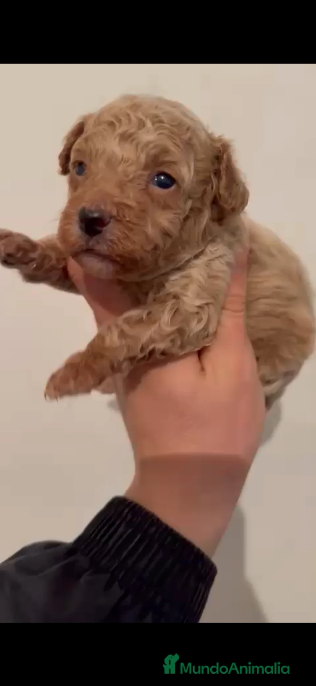 Caniche Toy perros en venta: Espectacular macho disponible apricot - Anuncio 3