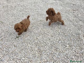 Caniche Toy perros Caniche toy - Anuncio 20