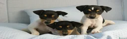 Ratonero Bodeguero Andaluz perros en venta: CACHORRITOS DE BODEGUERO  - Anuncio 11