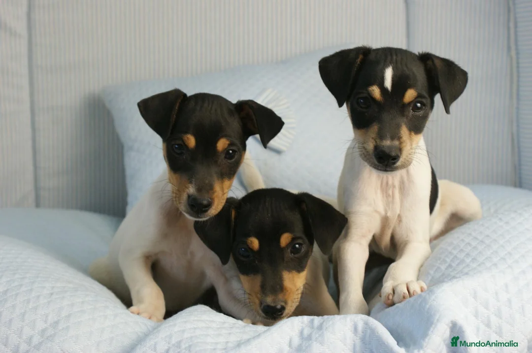 Ratonero Bodeguero Andaluz perros en venta: CACHORRITOS DE BODEGUERO  - Anuncio 11