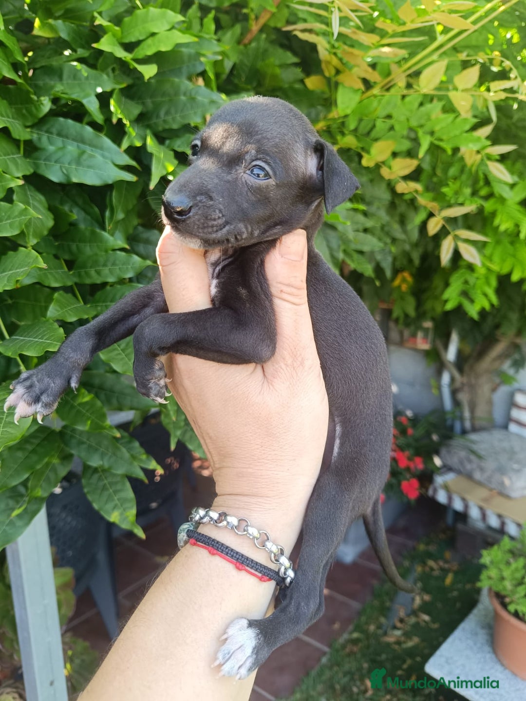 Pequeño Lebrel Italiano perros en venta: Piccolo lebrel  - Imagen 3