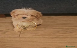 Maltipoo perros en venta: Maltipoo divinos  - Imagen 3