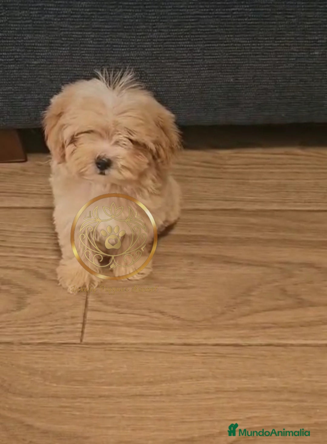 Maltipoo perros en venta: Maltipoo divinos  - Imagen 3