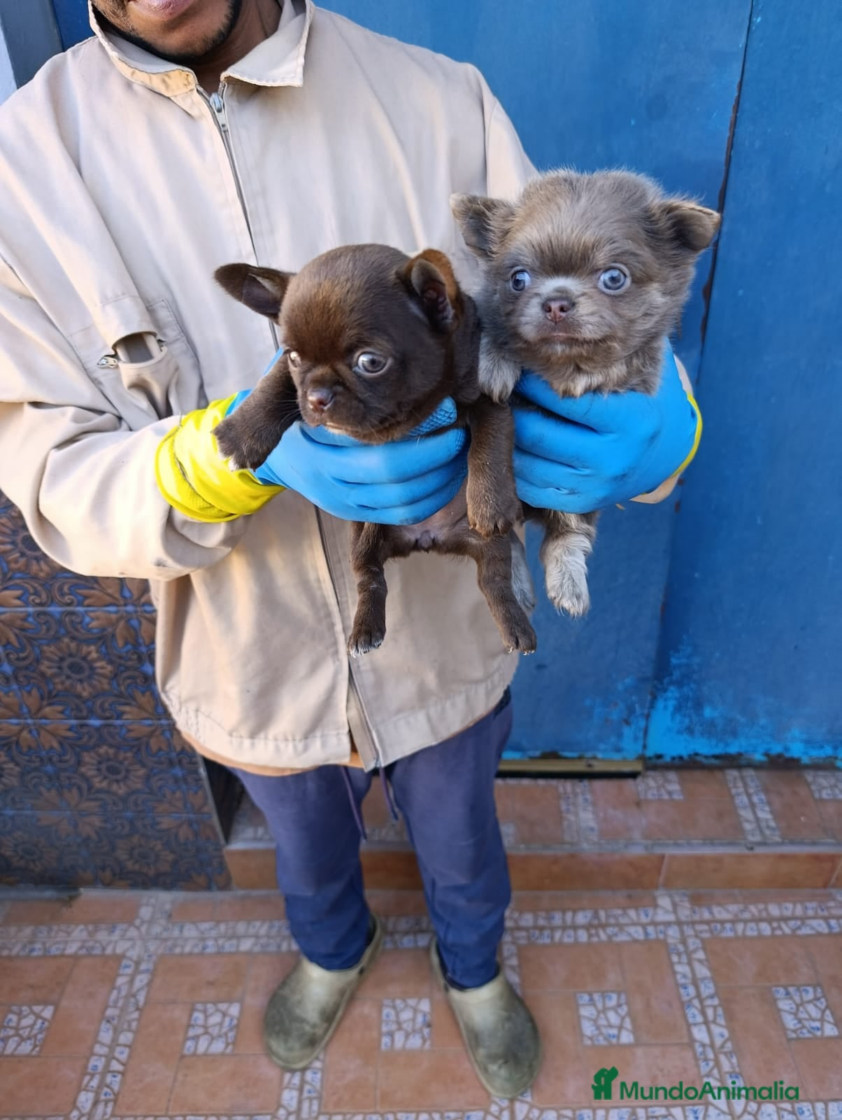 Chihuahua perros ‼️‼️Chihuahuas muy cariñosos tamaño mini  - Anuncio 3