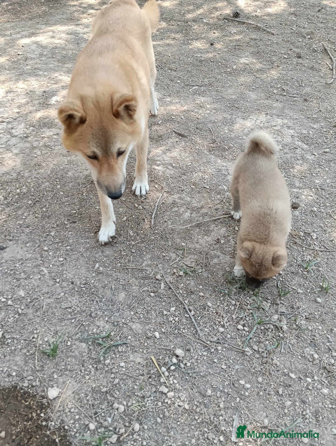 Shiba Inu perros en venta: Shiba inu - Imagen 7