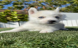 Husky Siberiano perros en venta: HUSKY SIBERIANO - Anuncio 10