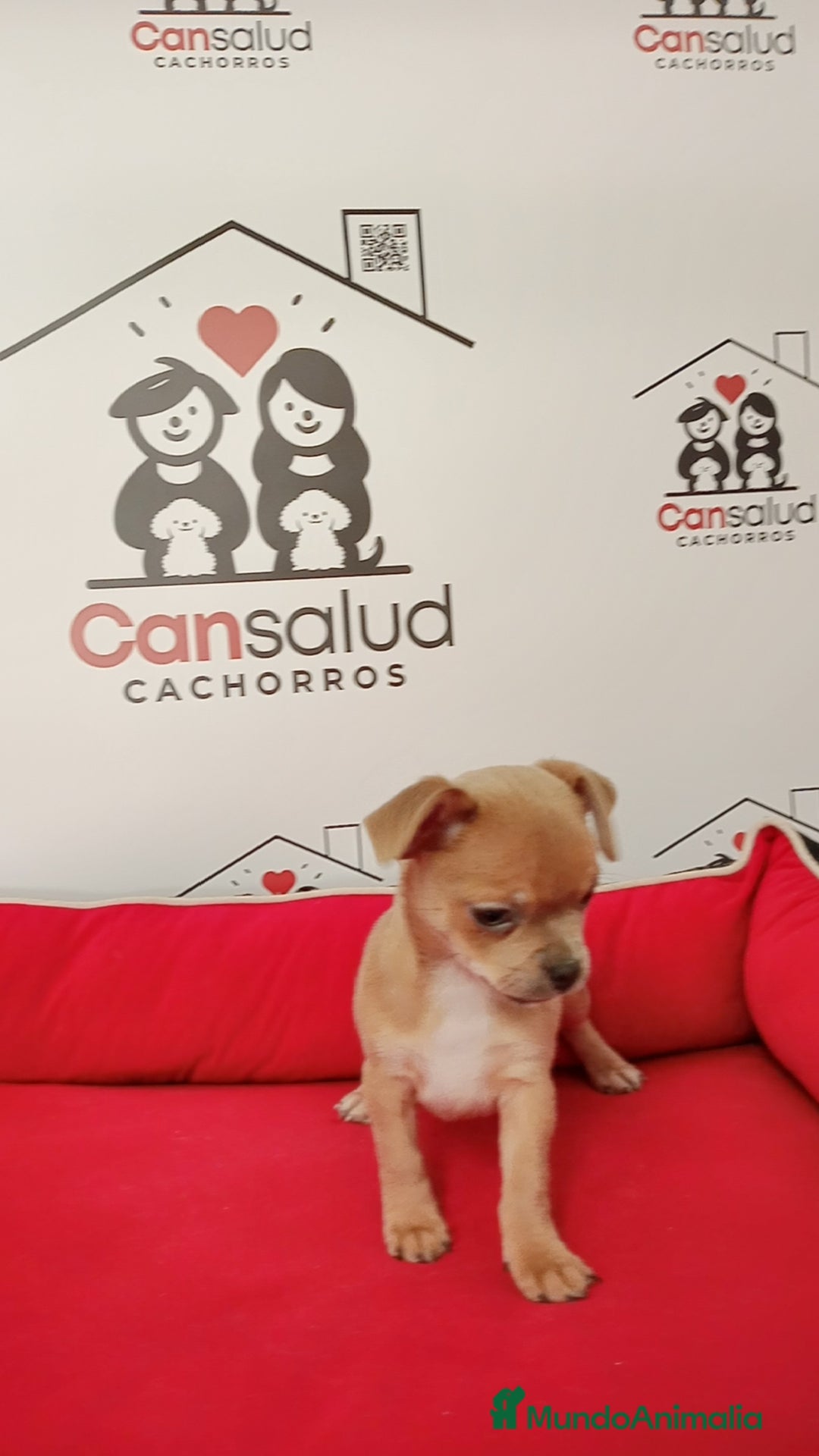 Chihuahua perros en venta: Chihuahua  - Anuncio 10