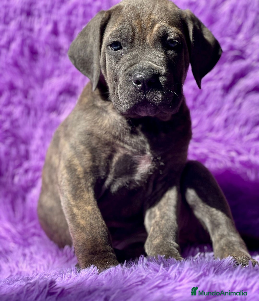 Cane Corso perros en venta: IMPRESIONANTE CAMADA DE CABE CORSO! - Imagen 5