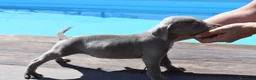 Weimaraner perros en venta: Excelente camada de Braco de Weimar  - Anuncio 2