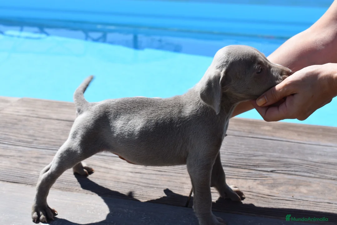 Weimaraner perros en venta: Excelente camada de Braco de Weimar  - Anuncio 2