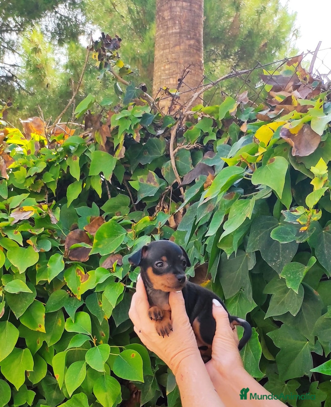Pinscher Austríaco de Pelo Corto perros en venta: Pinche miniatura calidad y selección - Imagen 2