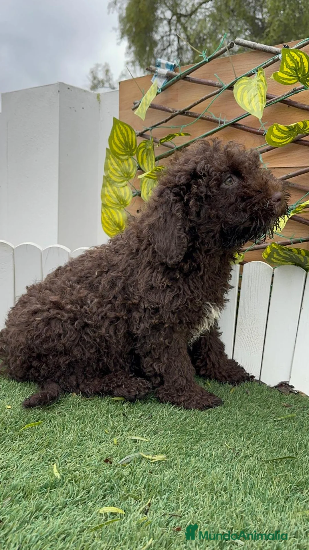 Perro de Agua Español perros en venta: PERRO DE AGUA ESPAÑOL - Anuncio 7