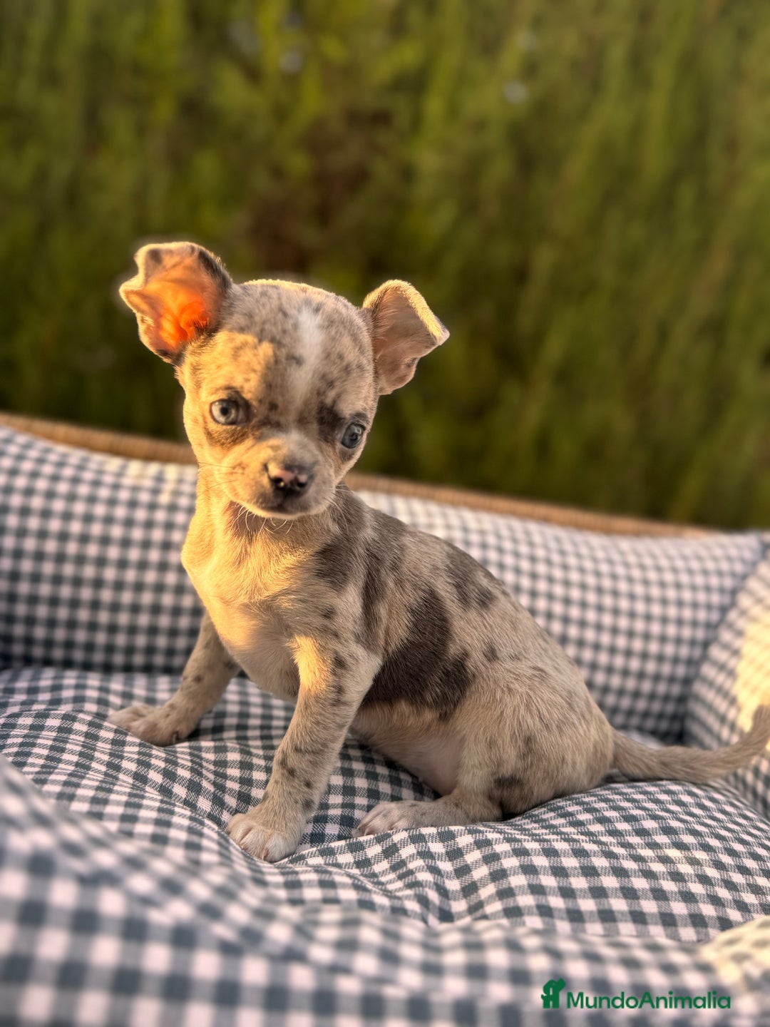 Chihuahua perros en venta: Chihuahuas Premium: Calidad y Compañía Perfecta - Imagen 3