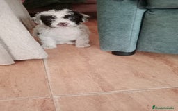 Perro de Agua Español perros en venta: Hembra bicolor - Imagen 2