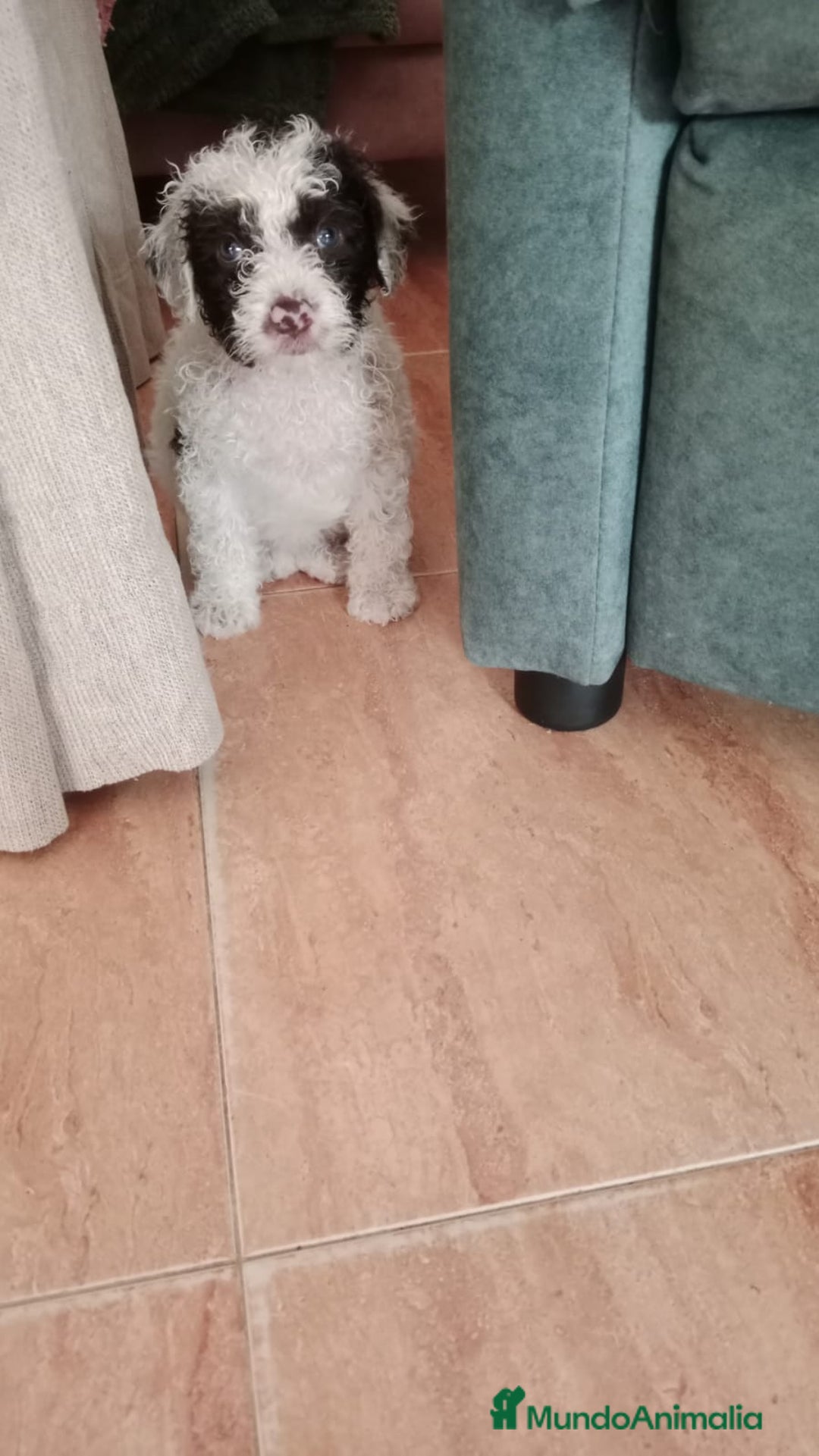 Perro de Agua Español perros en venta: Hembra bicolor - Imagen 2