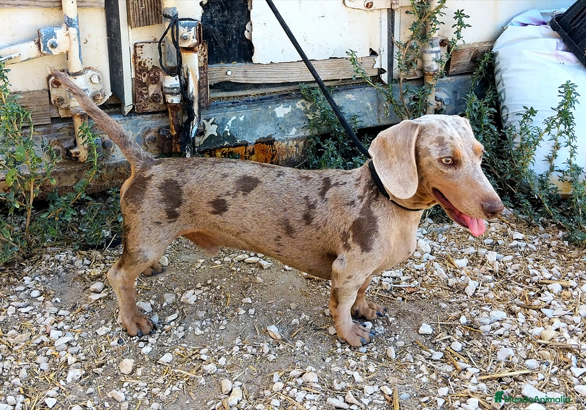 Teckel perros Teckel arlequín Isabella para monta - Anuncio 2