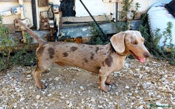 Teckel perros para monta: Teckel arlequín Isabella para monta - Imagen 2
