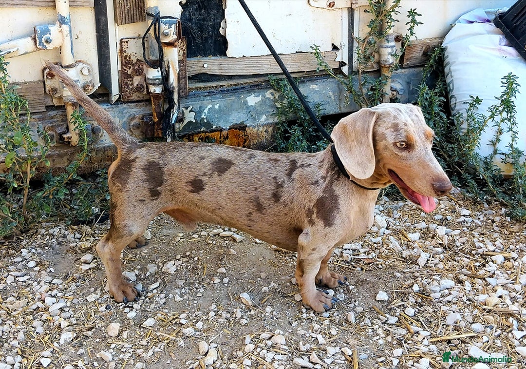 Teckel perros para monta: Teckel arlequín Isabella para monta - Imagen 2