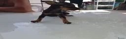 Ratón de Praga perros en venta: Cachorro de ratón de Praga  - Anuncio 21