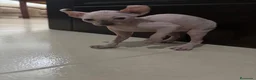 Sphynx gatos en venta: Gatos shpynx - Anuncio 2