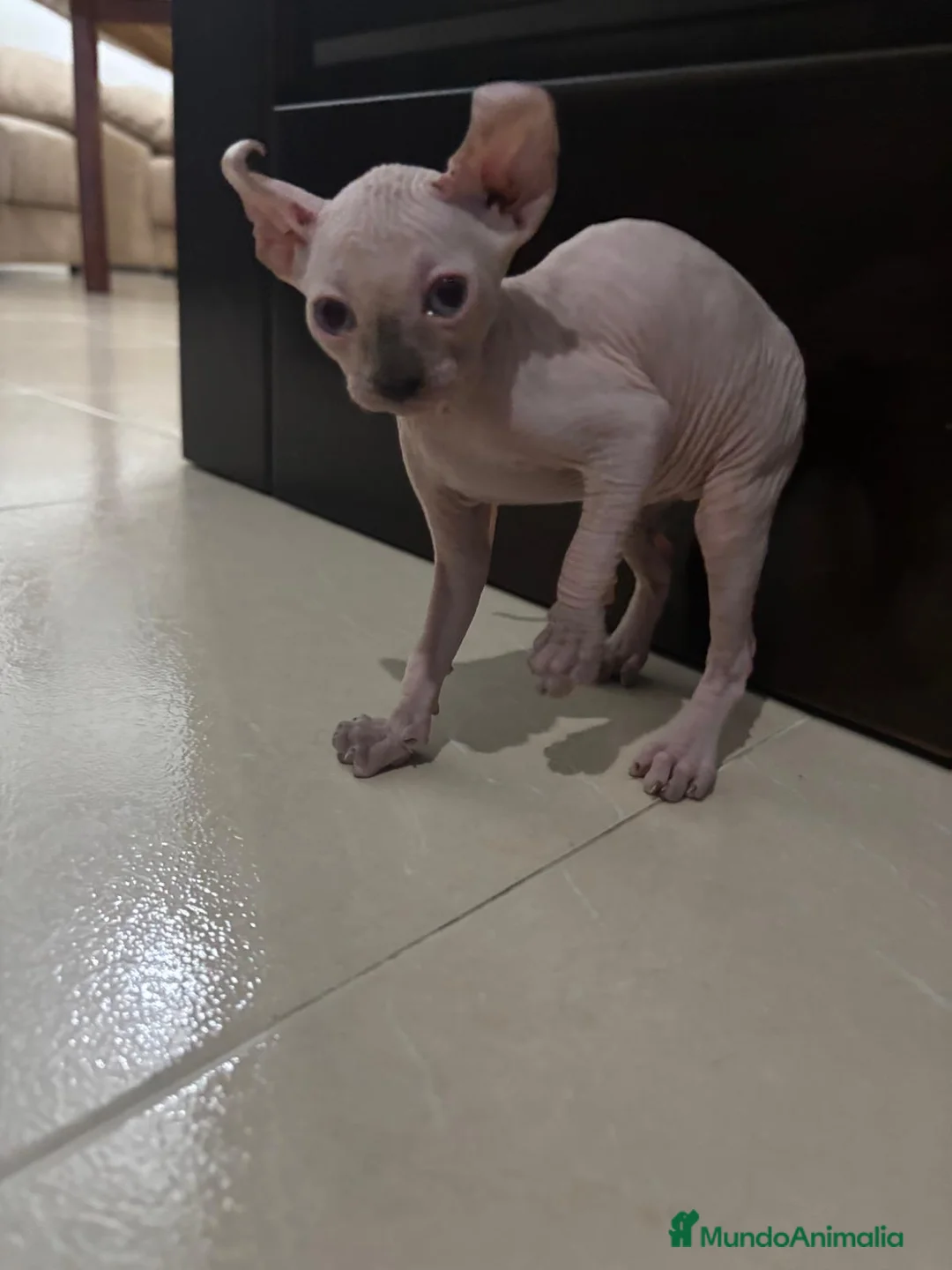 Sphynx gatos en venta: Gatos shpynx - Anuncio 2