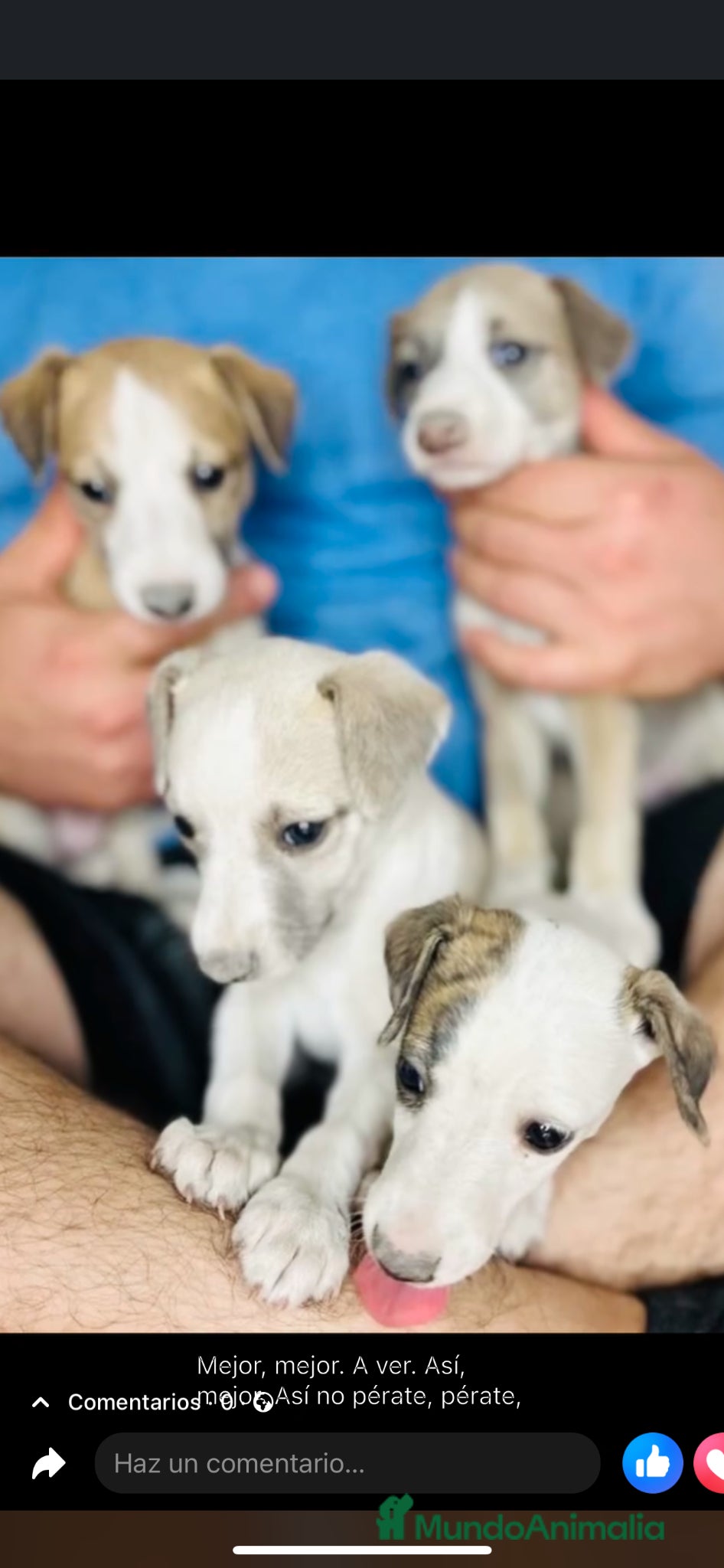 Whippet perros WHIPPET PUPPY  - Anuncio 2