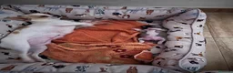 Chihuahua perros en venta: Chihuahua  - Anuncio 3