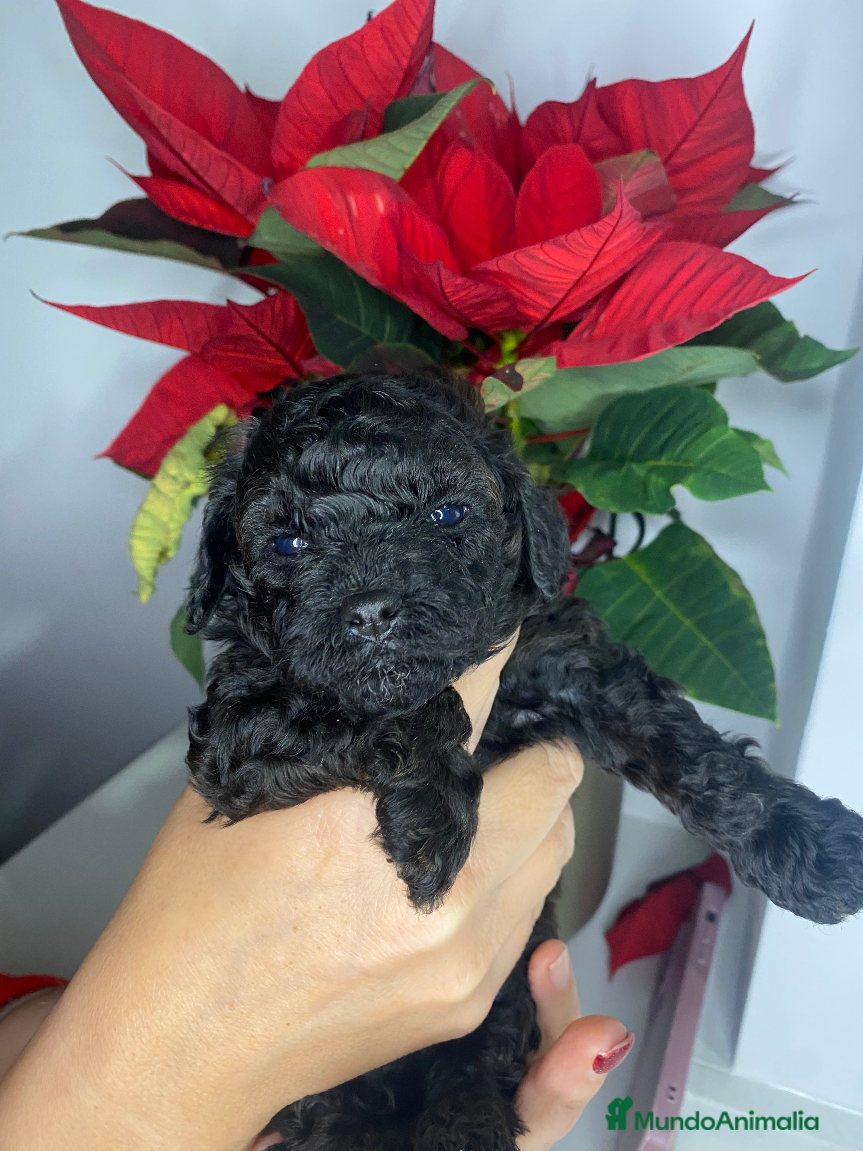 Caniche Toy perros Camada de caniches Toy - Anuncio 13