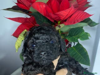 Caniche Toy perros Camada de caniches Toy - Anuncio 13