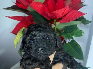 Caniche Toy perros Camada de caniches Toy - Anuncio 11