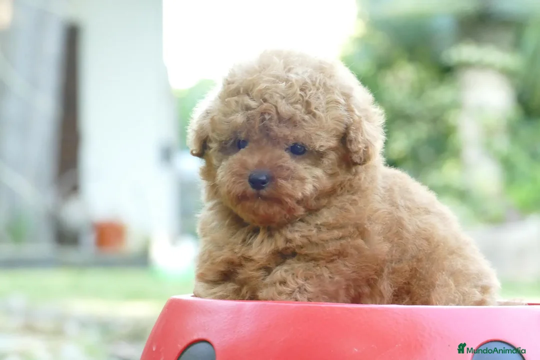 Caniche Toy perros en venta: Caniche Toy disponible - Anuncio 4