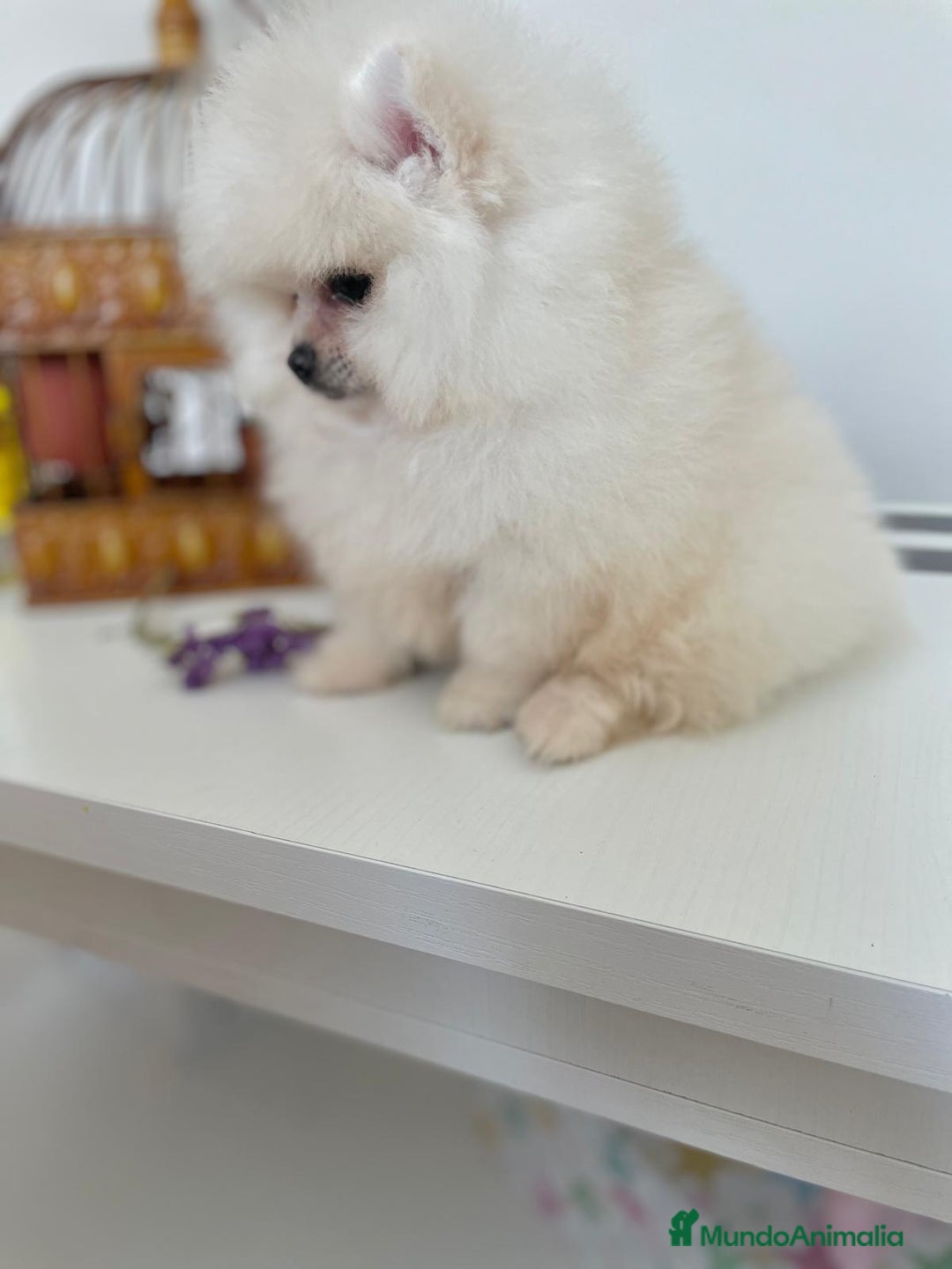 Pomerania perros en venta: Pomeranias muy bonitos !!! - Imagen 4