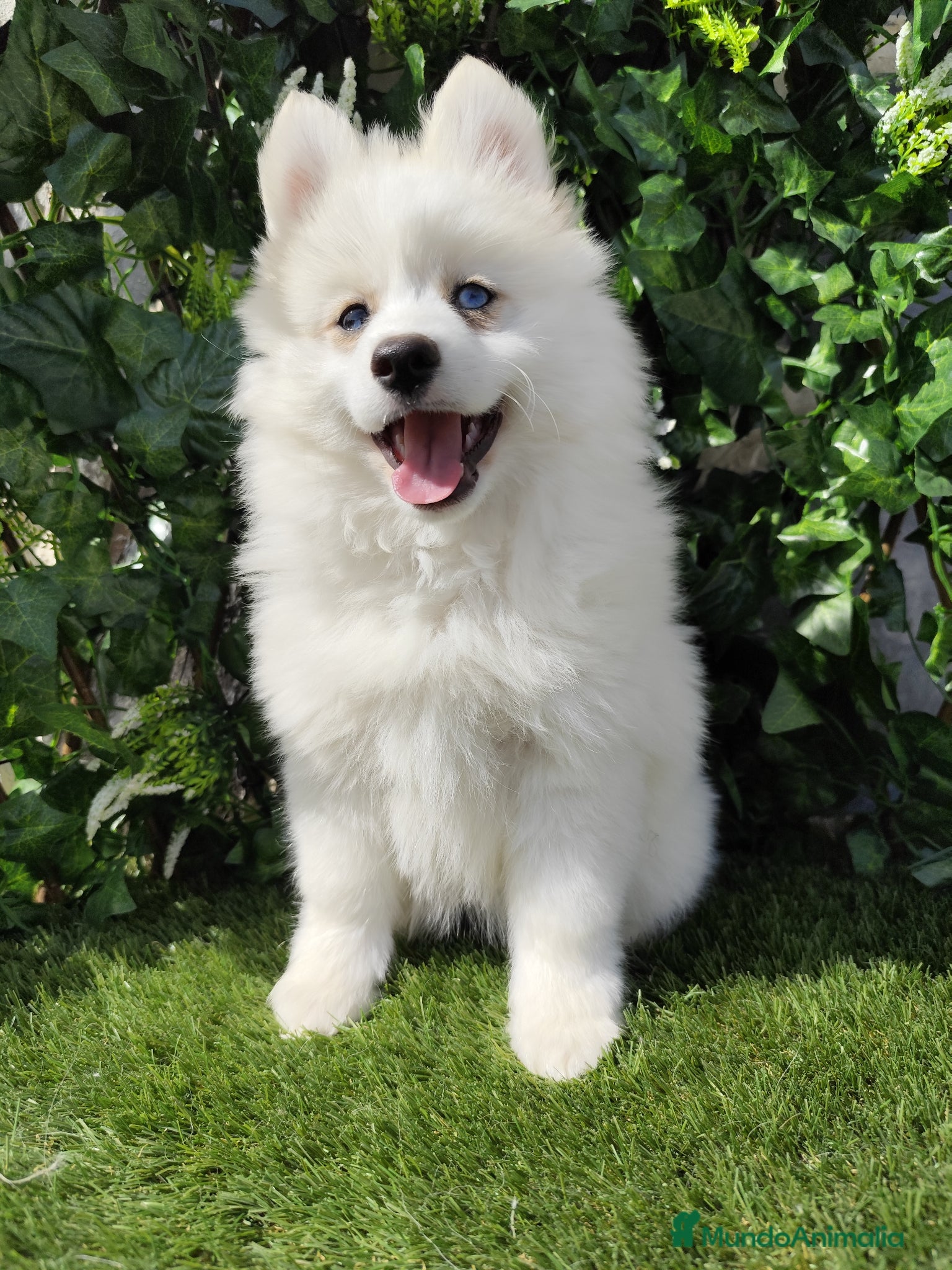 Pomsky perros Pomsky  - Anuncio 19