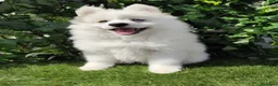 Pomsky perros en venta: Pomsky  - Anuncio 1