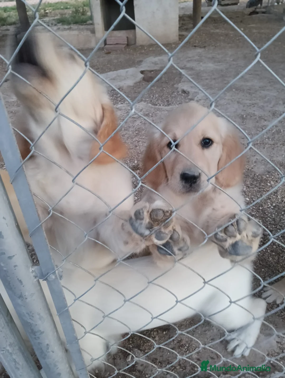 Golden Retriever perros en venta: Golden Retriever  - Anuncio 2